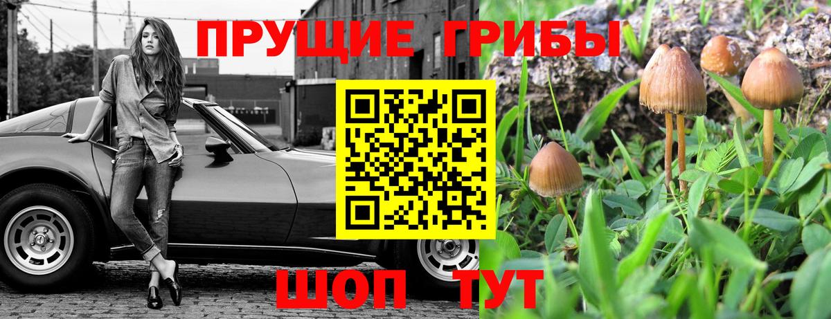 где купить   Галлюциногенные грибы MAGIC MUSHROOMS  Вход с VPN  Прохладный 